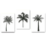Black White Tropical Plant Coconut Tree Poster Canvas